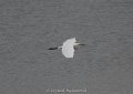 Snowy Egret in flight